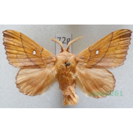 Odonestis pruni (Linnaeus, 1758) male Czech72g